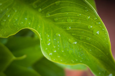 Close-up of water drops on leaves