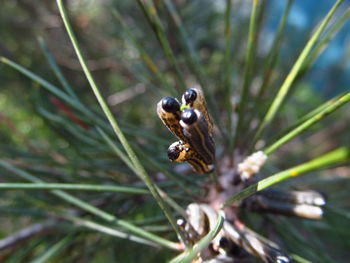 Close-up of insect on plant