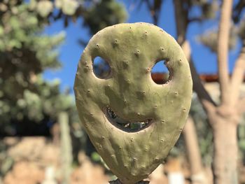 Close-up of cactus with anthropomorphic face on sunny day