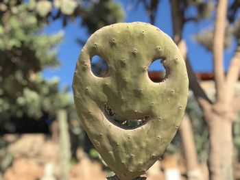 Close-up of prickly pear cactus