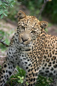 Close-up portrait of a leopard