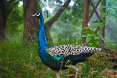 Peacock in a forest