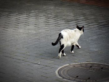 High angle view of a dog on footpath