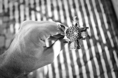 Close-up of man holding wilted flower