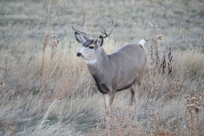 Portrait of deer standing on field