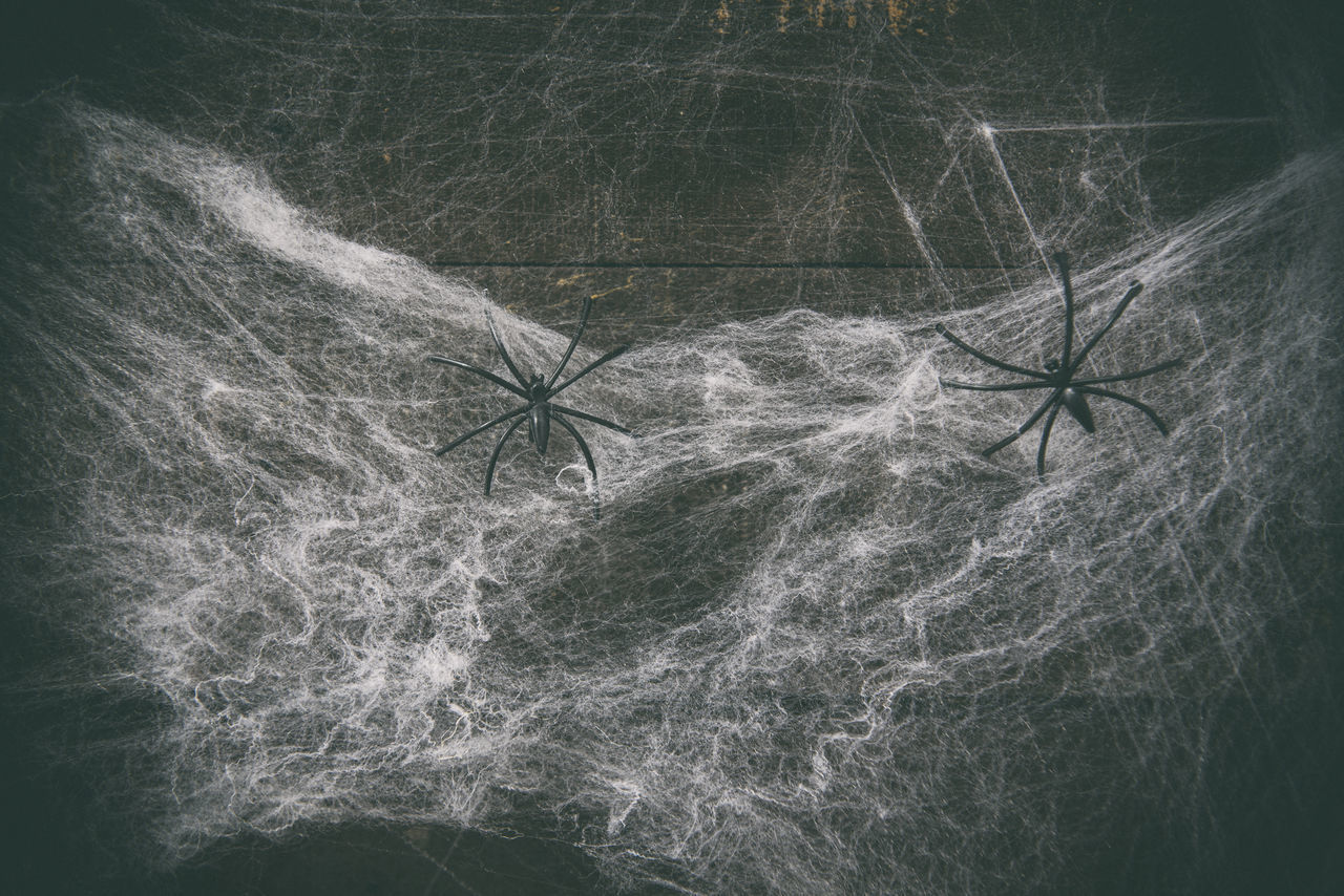 CLOSE-UP OF SPIDER ON WEB