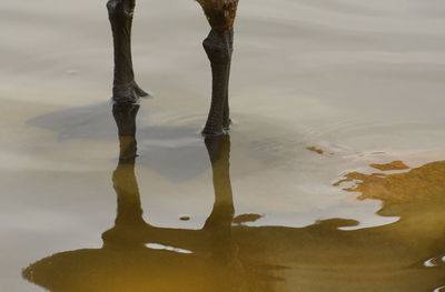 Cropped legs on canada goose in lake