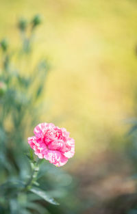 Close-up of pink rose