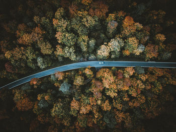 Trees in forest during autumn