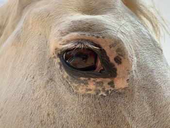 Close-up portrait of a horse