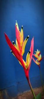 Close-up of orange flower against blue sky