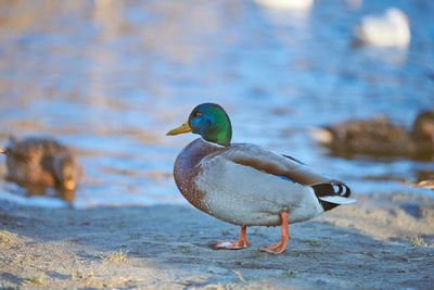 Close-up of mallard duck on the lake