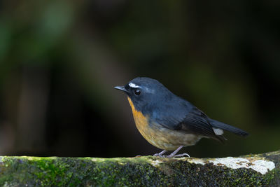 Close-up of bird perching