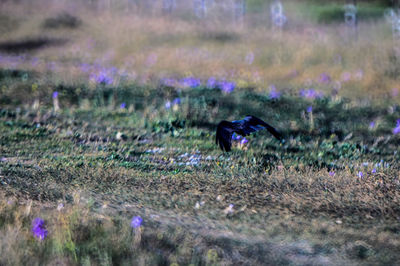 High angle view of a bird on field