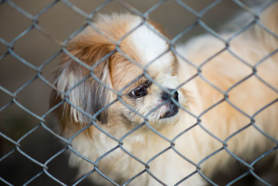 Dog locked in a cage