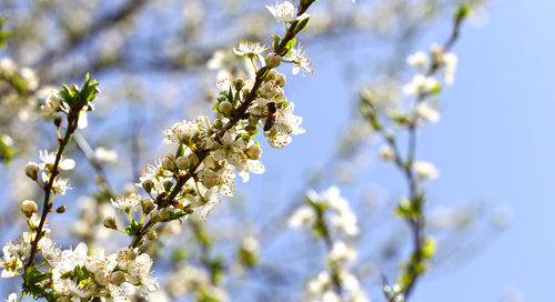 Low angle view of cherry blossoms in spring