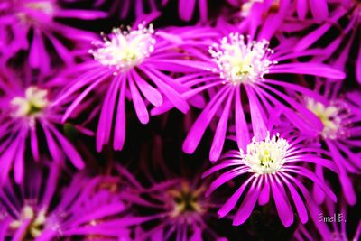 Close-up of purple flowers blooming outdoors