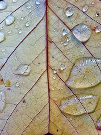 Full frame shot of raindrops on wood
