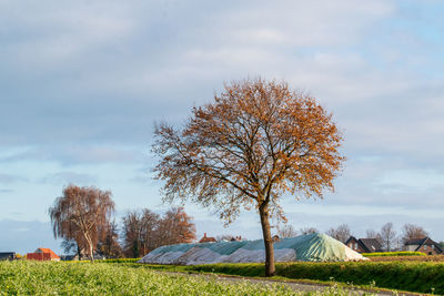 Tree on field against sky during autumn