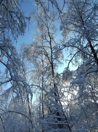 Low angle view of bare trees in winter