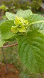 Close-up of fresh green plant