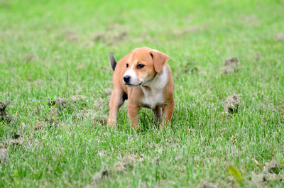 Portrait of dog on grass