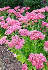 Close-up of pink flowers blooming outdoors