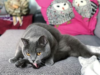 Portrait of cat sitting on sofa at home