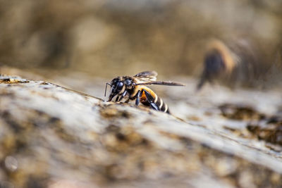 Close-up of bee on rock