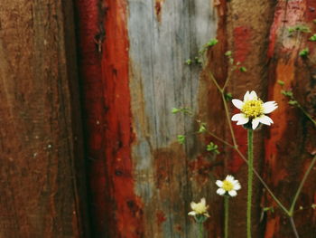 Close-up of flowers against blurred background