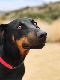 Close-up of dog looking away