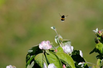 Bee hovering over flowers