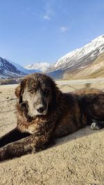 Dog sitting on sand at desert