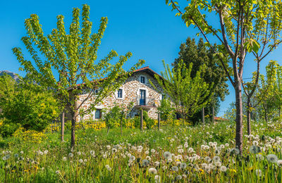 Trees and plants growing on field against building