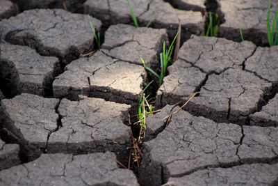 High angle view of plant growing outdoors