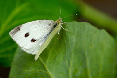 White beauty 