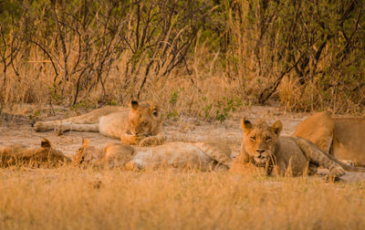 Lioness in the savannah of in zimbabwe, south africa