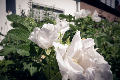 Close-up of white roses