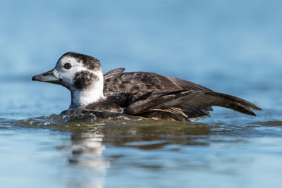 Close-up of duck swimming in lake