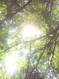 Low angle view of trees in forest