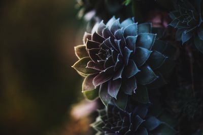 Close-up of flower against blurred background