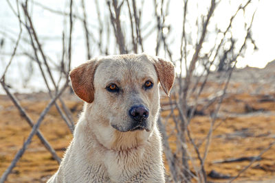 Portrait of a dog on field