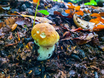 High angle view of mushrooms growing on field