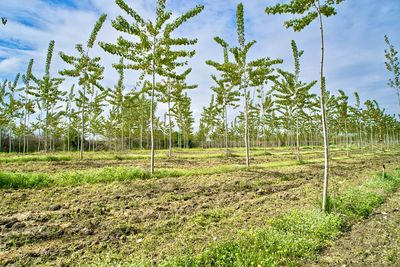 Trees on field against sky