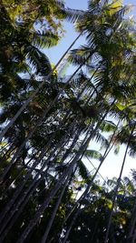 Low angle view of trees against sky