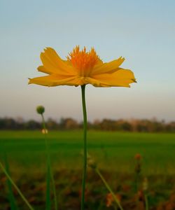 Close-up of yellow flower blooming on field against sky