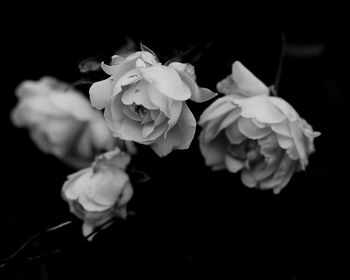 Close-up of pink flowers