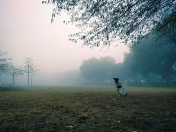 Horse sitting on field against sky