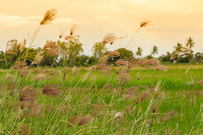 Close-up of crops growing on field against sky