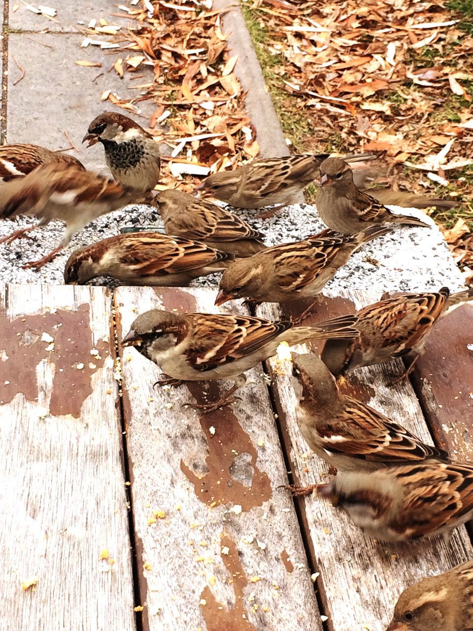 bird, animal themes, animals in the wild, young bird, outdoors, no people, day, animal wildlife, nature, young animal, togetherness, sparrow, close-up